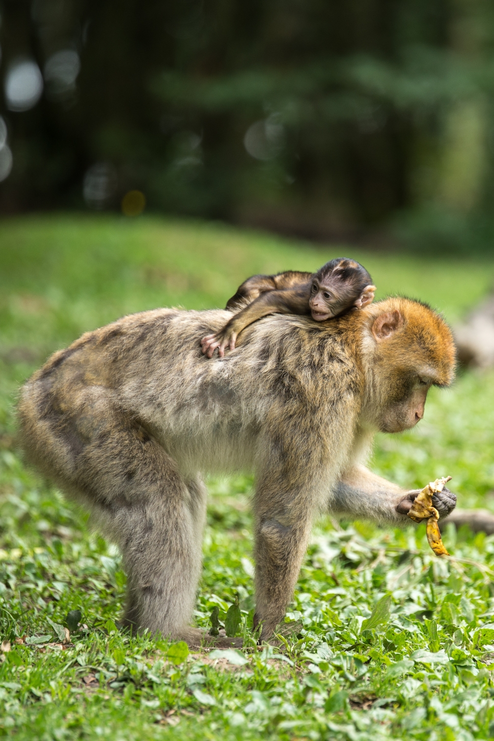 brown and yellow primate on green grass field preview